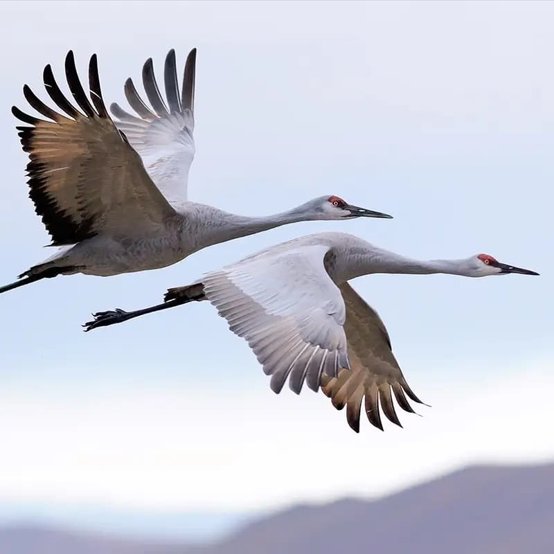 Anatomie & Fysiologie